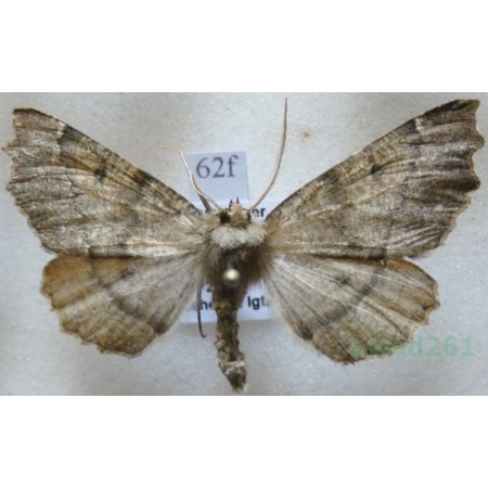 Odontopera bidentata (Clerck, 1759) male Ciośnik dwuzębiak Czech62f